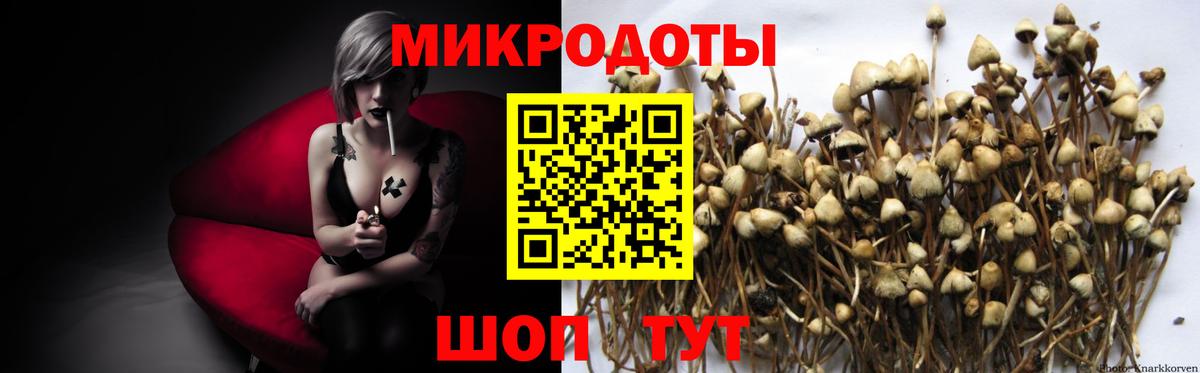 Псилоцибиновые грибы мицелий Дятьково